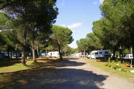camping despena perros gallery 2